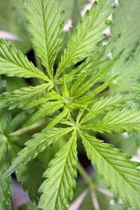 plant