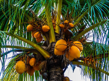 Low angle view of coconut palm tree