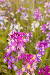 Close-up of pink flowering plants