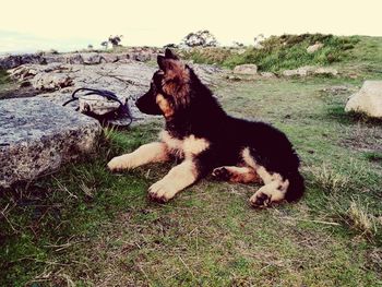 Dog on grass against sky