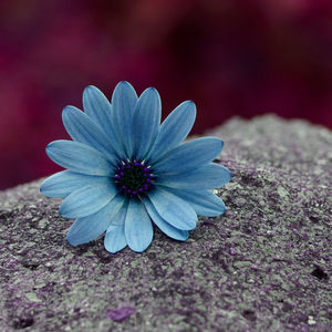 Close-up of purple flower