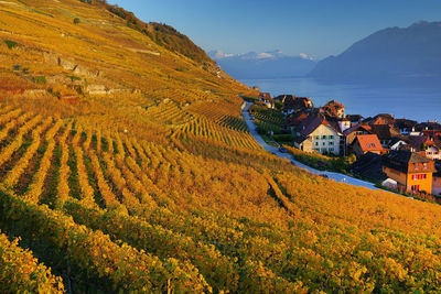 Residential buildings by vineyard against sky