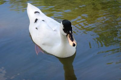 Close-up of swan swimming in lake