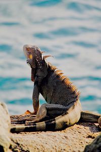 Close-up of lizard on rock by sea