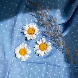 High angle view of white daisy flowers