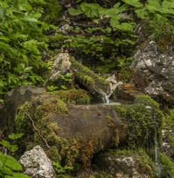 Stream flowing through rocks in forest