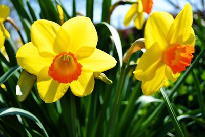 Close-up of yellow flowers growing on plant