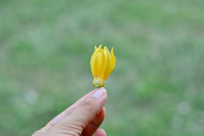 Close-up of hand holding yellow flower