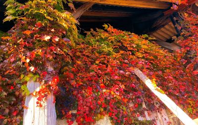 Low angle view of flowering plants by building during autumn