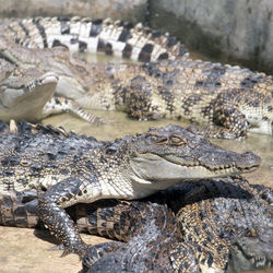 Close-up of crocodile on rock