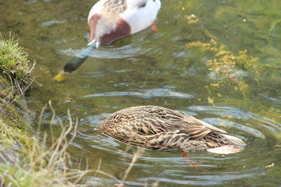 Mallard ducks in the lake