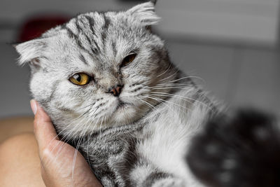 Close-up of hand holding cat at home