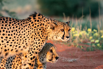 Close-up of cheetahs looking away