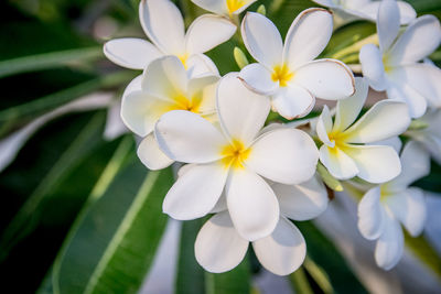 Close-up of white flowering plants in park