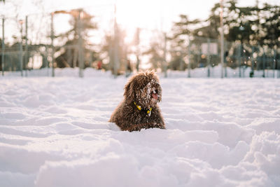 A beautiful spanish water dog lying down on the snow in a sunny day. portrait of dogs concept