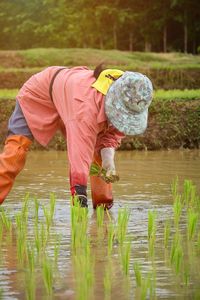 Farmer working in rice field