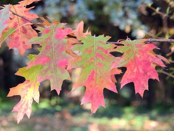 Close-up of maple leaves