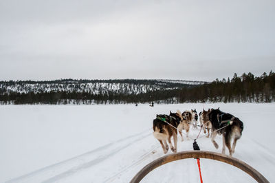 Dogs on snow covered field against sky