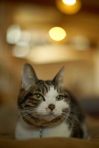 Portrait of old tabby cat