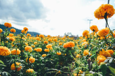 Close-up of yellow flowering plants on land against sky