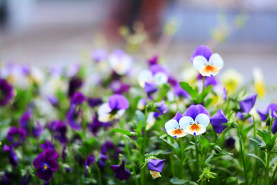 Close-up of purple crocus blooming outdoors