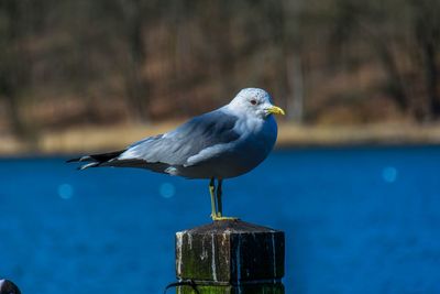 Close-up of seagull perching on wooden post