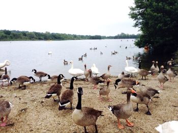 Flock of birds in the lake