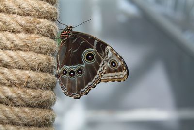 Close-up of butterfly