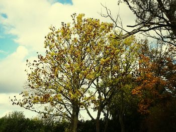 Low angle view of trees against sky