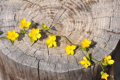 Close-up of yellow flowering tree stump