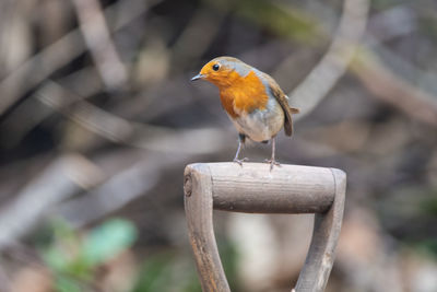 Close-up of bird perching on wood