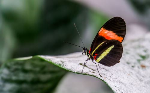 Butterfly on leaf