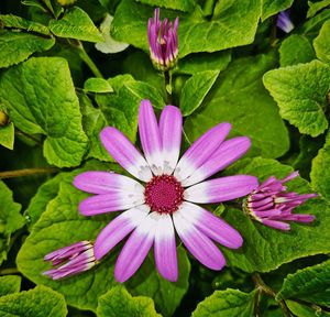 Close-up of purple flowering plant