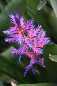 Close-up of purple flowers blooming outdoors