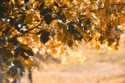 Close-up of yellow maple leaves on tree