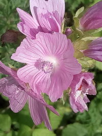 Close-up of wet pink flowering plant