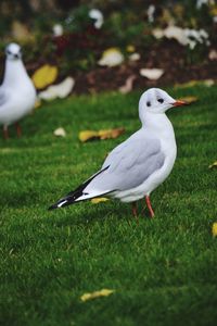 Seagull perching on a field