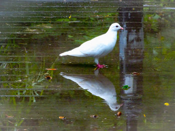 Bird perching on a lake