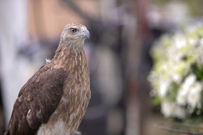 Close-up of eagle perching outdoors