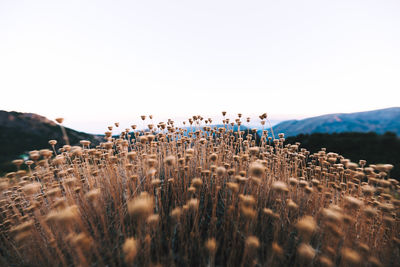 View of plants on field against clear sky