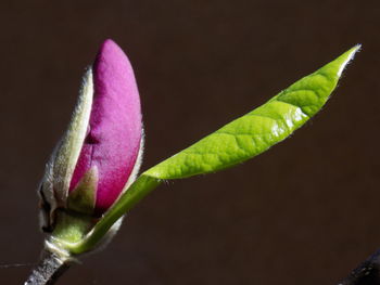 Close-up of pink flower bud