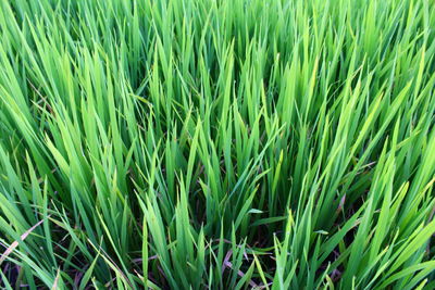 Full frame shot of crops growing on field