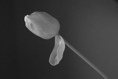 Close-up of flower against blurred background