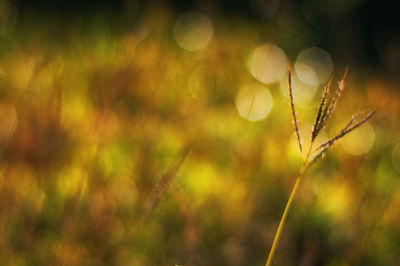 Close-up of stalks against blurred background