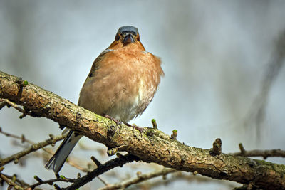 Low angle view of bird perching on branch
