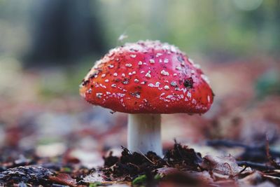 Close-up of fly agaric mushroom on field