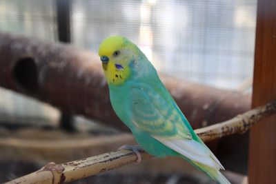 Close-up of parrot perching in cage