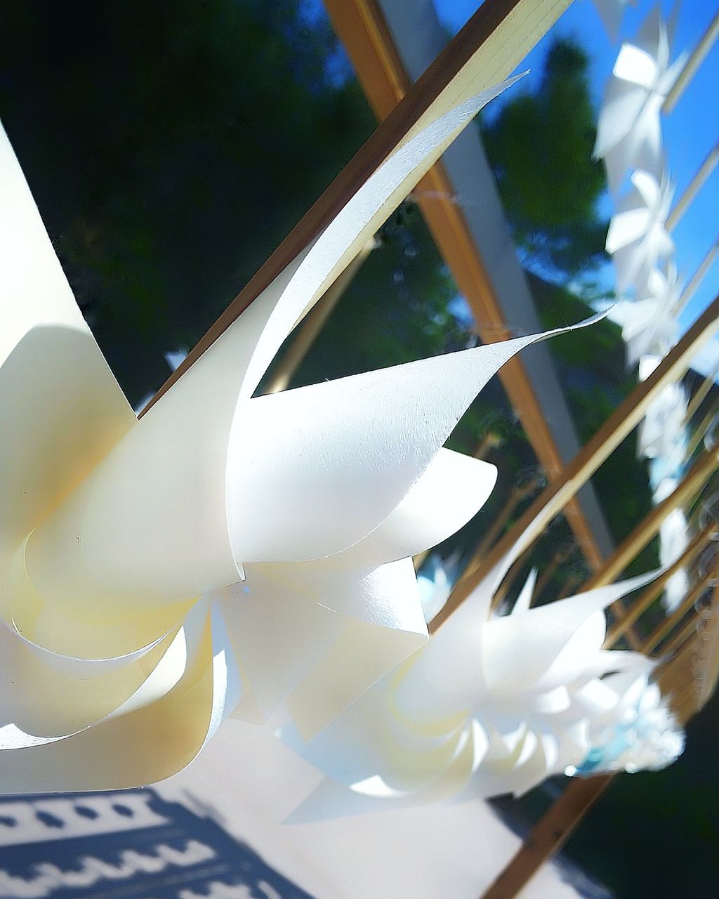 LOW ANGLE VIEW OF WHITE FLOWERS WITH PAPER