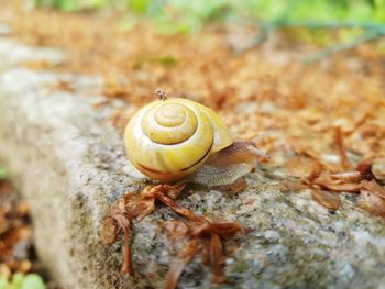 Close-up of snail on rock