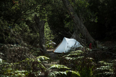 White tent amidst trees at freycinet national park